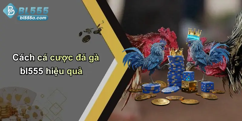 Cách cá cược đá gà bl555 hiệu quả